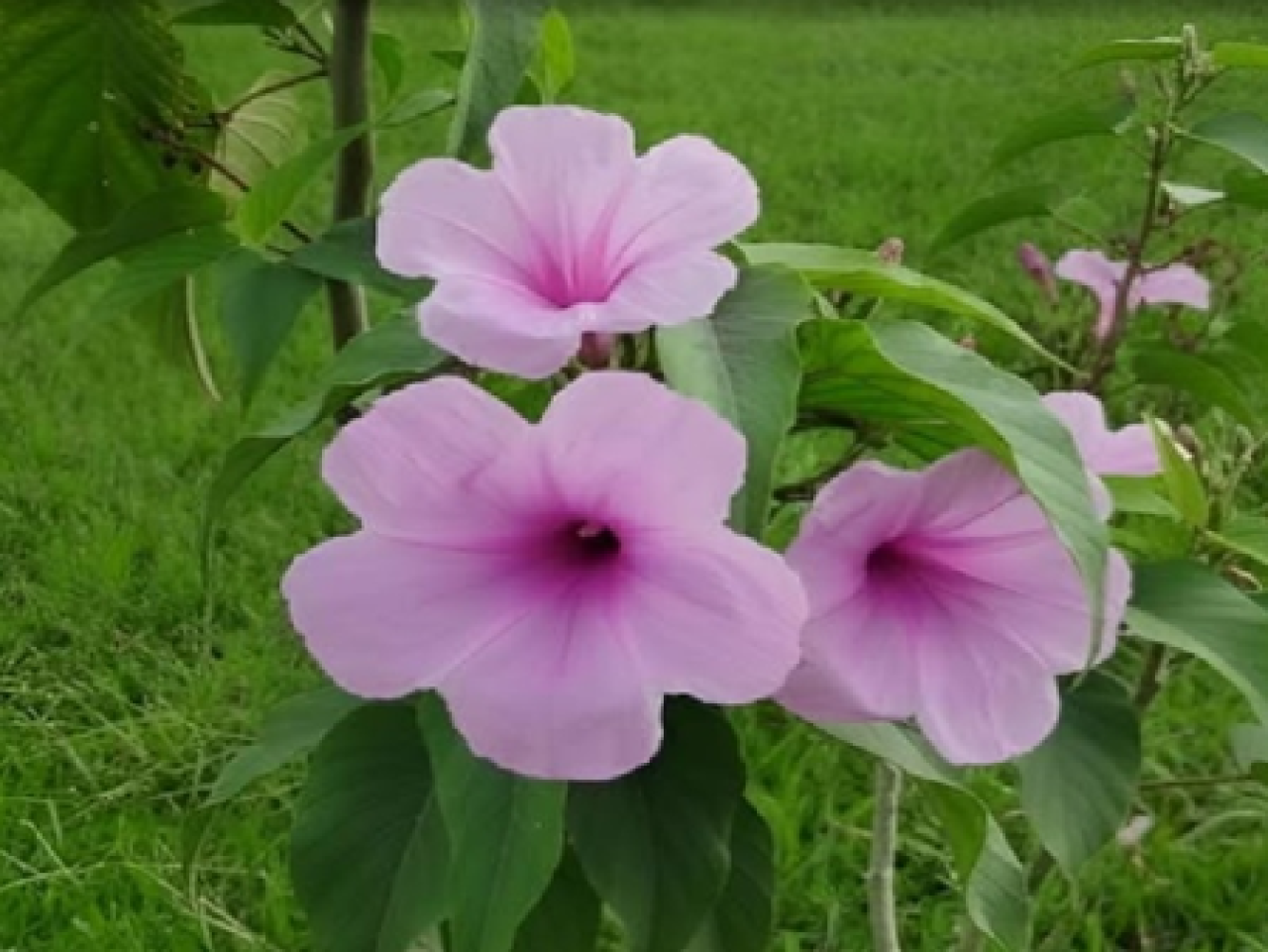 ঘরে লাগান এই তিনটি গাছ, পাবেন স্বাস্থ্য উপকারিতা