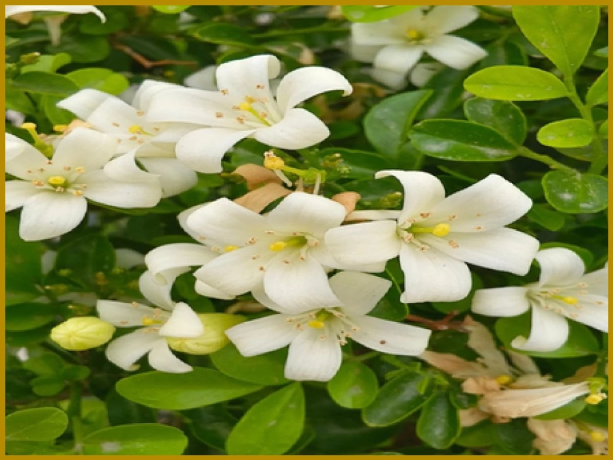 মধুকামিনী: স্বর্গীয় উপহার ও এর স্বাস্থ্য উপকারিতা