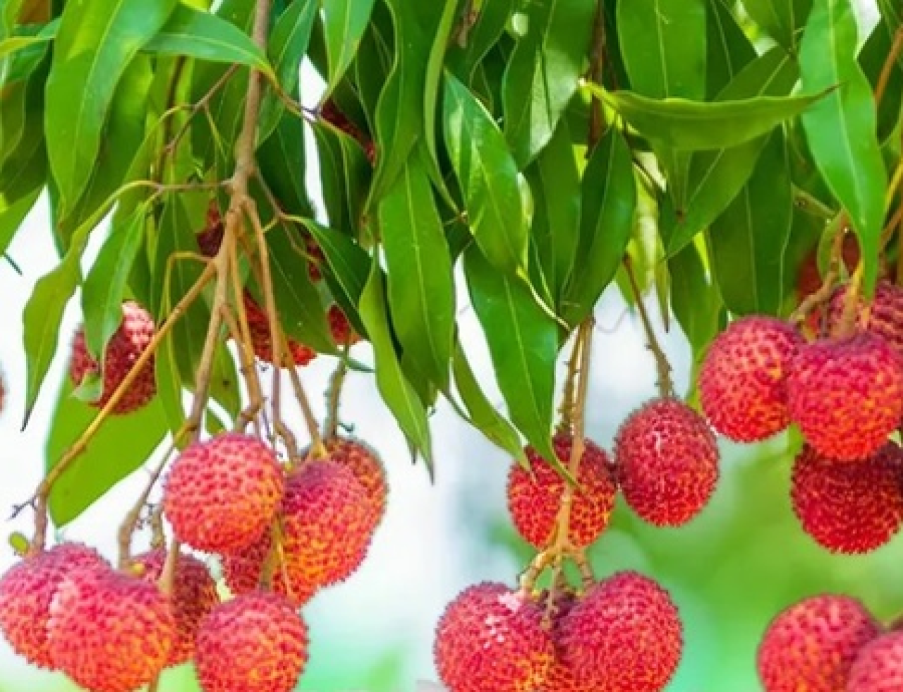 গরমে লিচির স্বাস্থ্য উপকারিতা ও স্বাদ